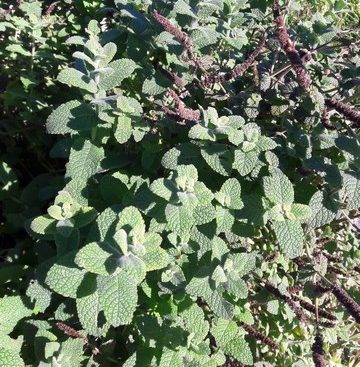apple-mint-kahikatea-farm