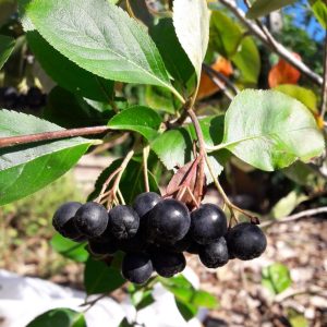 aronia-melanocarpa-black-chokeberry-kahikatea-farm