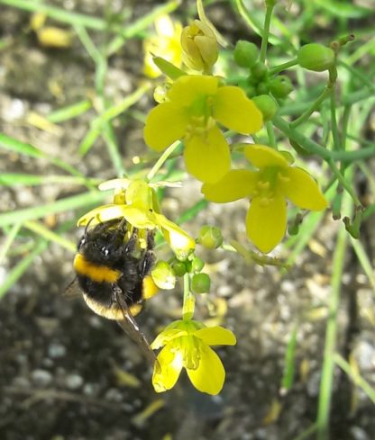 arugula-flower-bumblebee-kahikatea-farm
