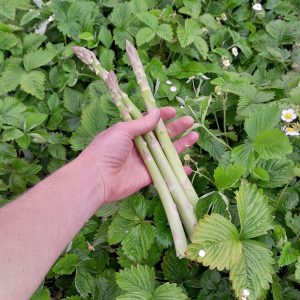 asparagus-mary-washington-kahikatea-farm