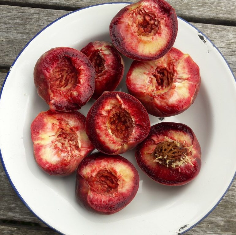 black-blood-sanguince-peaches-kahikatea-farm