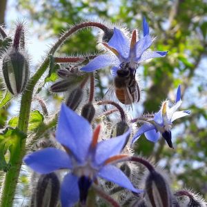 borage-blue-kahikatea-farm