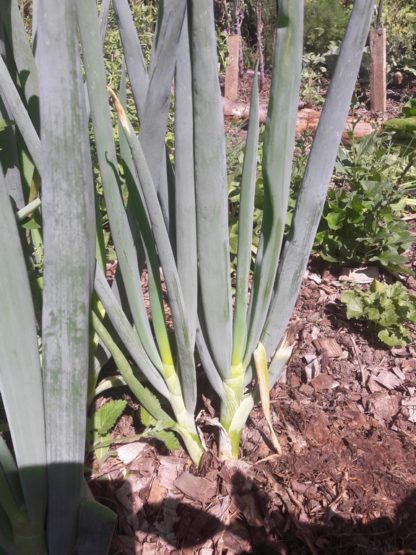 bunching-onions-white-welsh-perennial-onions-kahikatea-farm (3)