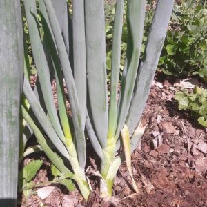 bunching-onions-white-welsh-perennial-onions-kahikatea-farm (3)
