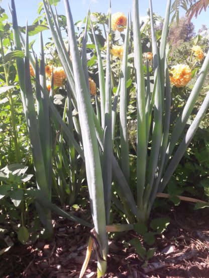 bunching- onions-white-welsh-perennial-onions-kahikatea-farm (4)