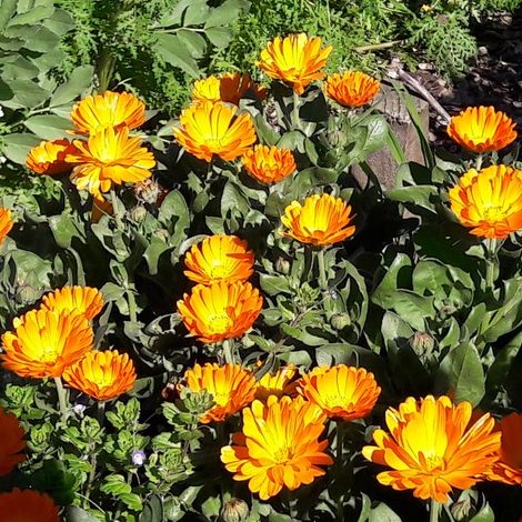 calendula-kahikatea-farm