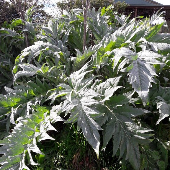 cardoon-kahikatea-farm