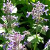 catmint-flower-nepeta-kahikatea-farm