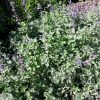 catmint-nepeta-kahikatea-farm