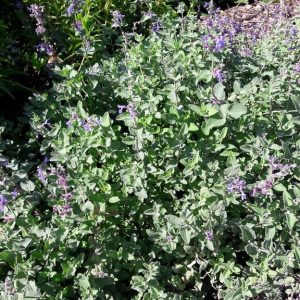 catmint-nepeta-kahikatea-farm