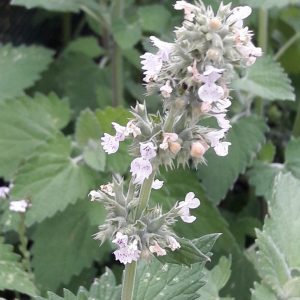 catnip-flower-kahikatea-farm