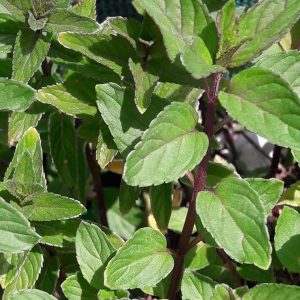 chocolate-peppermint-kahikatea-farm