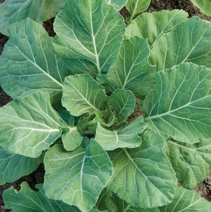 Collards