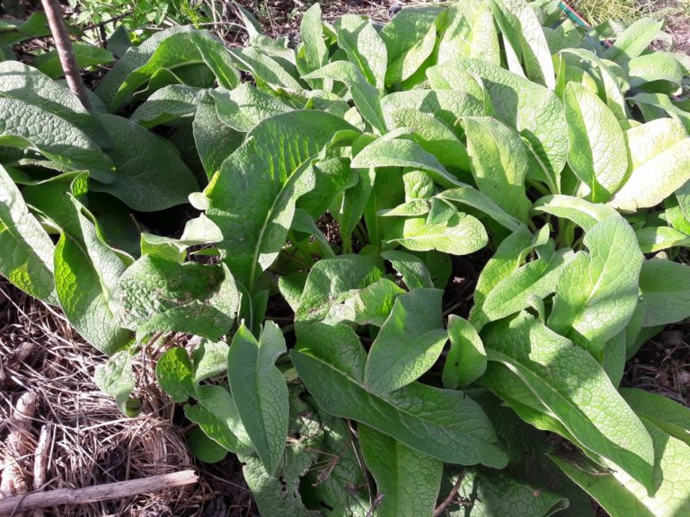 Russian Comfrey – Kahikatea Farm Certified Organic Nursery and ...