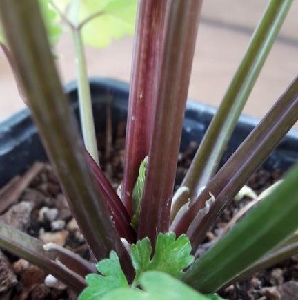 cutting-celery-red-kahikatea-farm