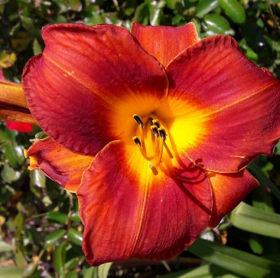 daylily-hemerocallis-kahikatea-farm