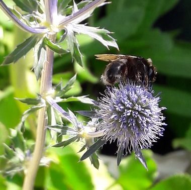 eryngium-sea-holly-kahikatea-farm