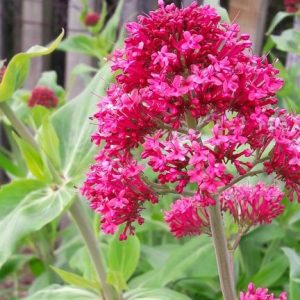 false-valerian-red-centranthus-ruber-kahikatea-farm