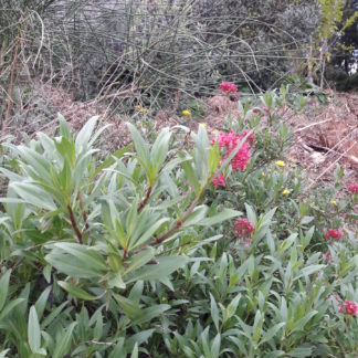 false-valerian-red-kahikatea-farm