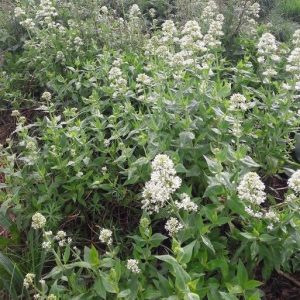 false-valerian white-centrathus-ruber-kahikatea-farm
