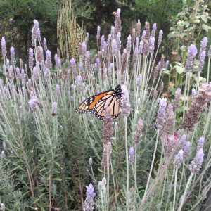 french-lavender-lavandula-dentata-kahikatea-farm