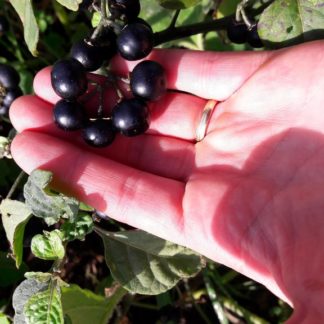 garden-huckleberry-fruit-kahikatea-farm