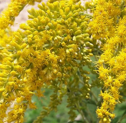 goldenrod-flower-closeup-kahikatea-farm