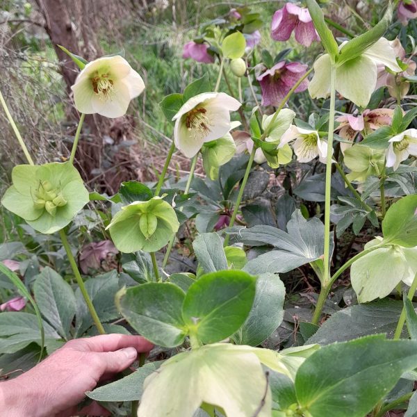 hellebore-plants-kahikatea-farm-food-forest