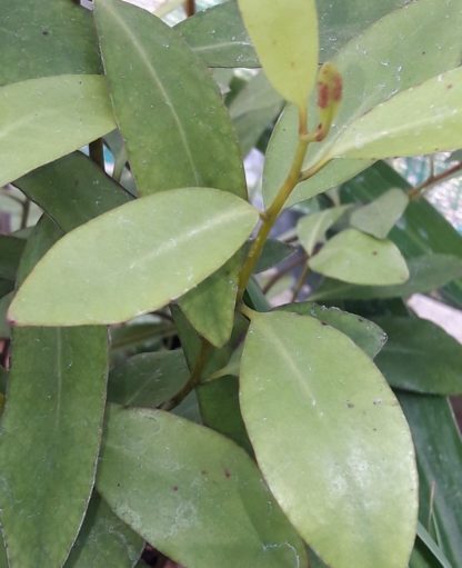 horopito-leaves-kahikatea-farm