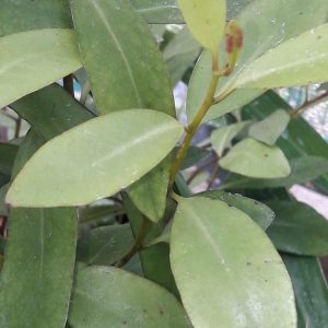 horopito-leaves-kahikatea-farm