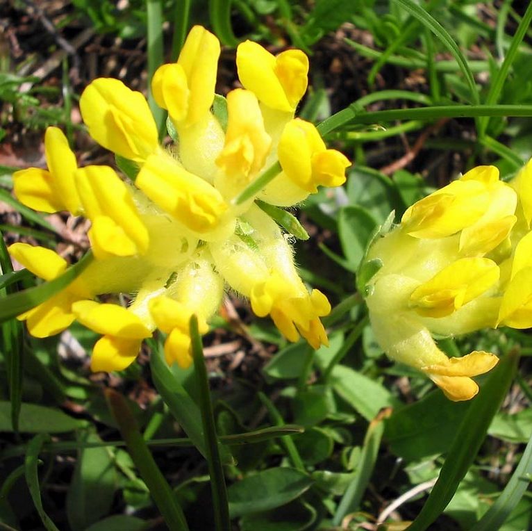 kidney-vetch-kahikatea-farm