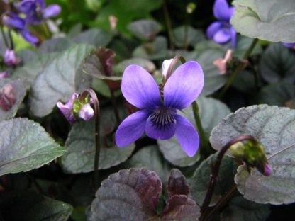labrador-violet-viola-riviniana-flower-kahikatea-farm