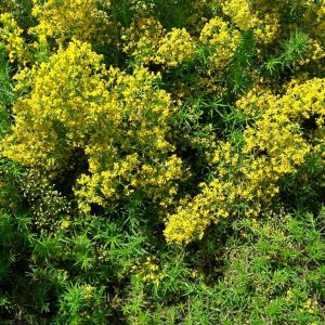 lady's-bedstraw-galium-kahikatea-farm