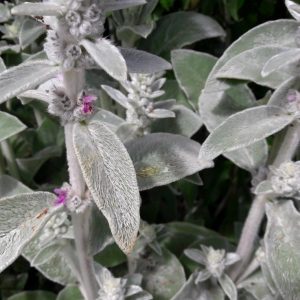 lamb's-ears-stachys-flowers-kahikatea-farm