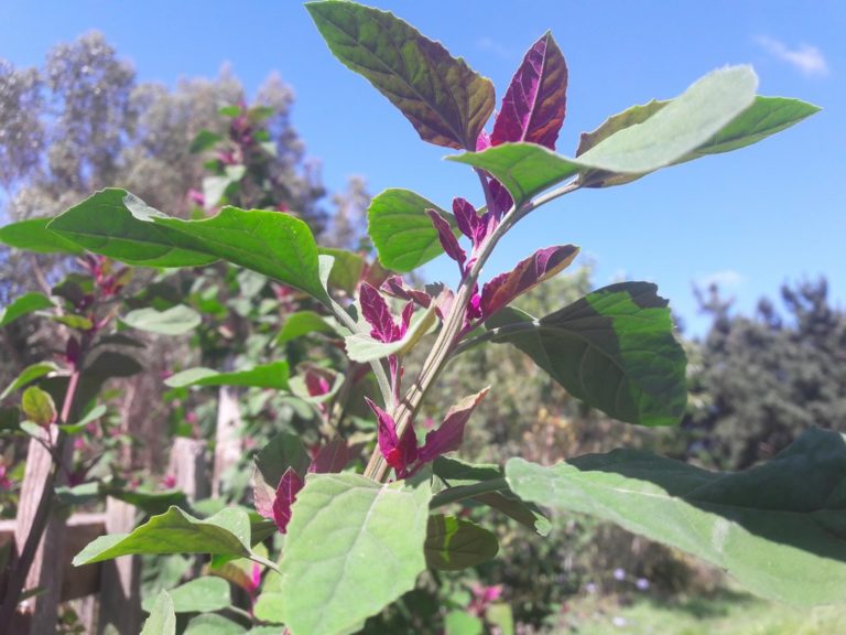 Lamb’s Quarters Magenta Spreen Kahikatea Farm Certified Organic