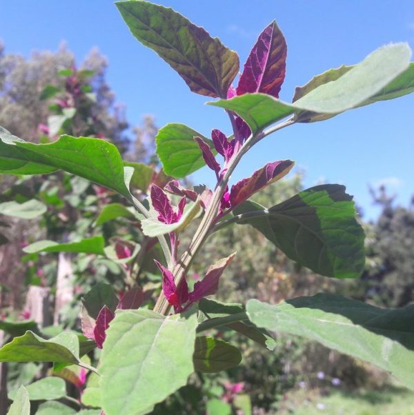 lamb's-quarters-tree-spinach-chenopodium-kahikatea-farm