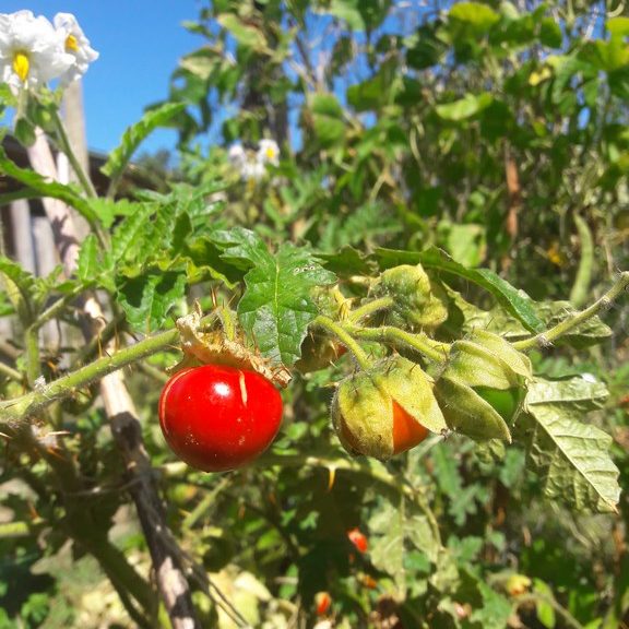litchi-tomato-fruit-kahikatea-farm