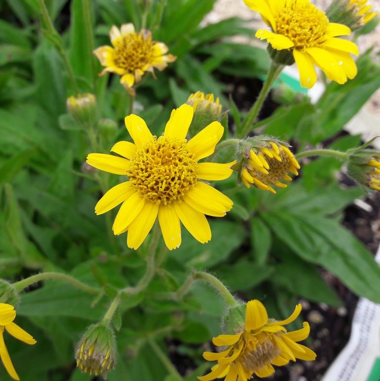 meadow-arnica-kahikatea-farm