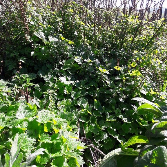 motherwort-kahikatea-farm