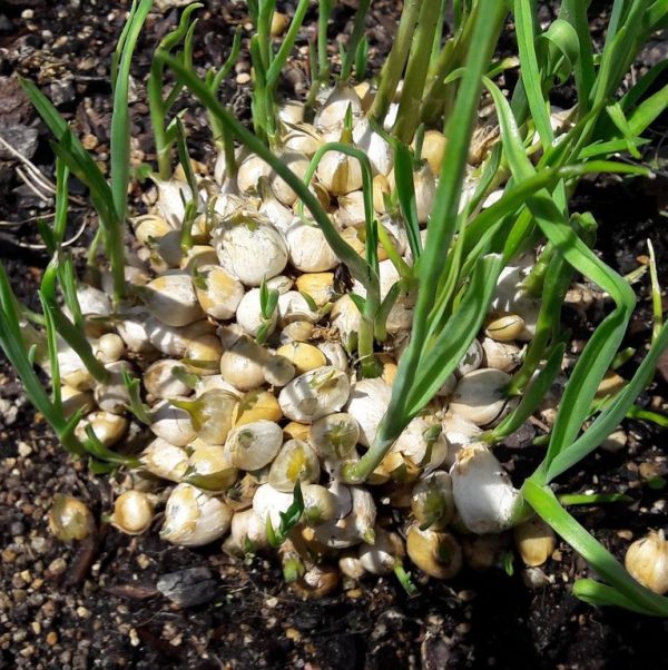 multiplying-leeks-kahikatea-farm