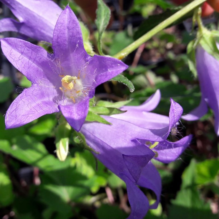 Nettle Leaved Bellflower