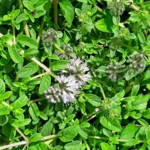 pennyroyal-kahikatea-farm