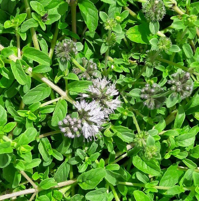 pennyroyal-kahikatea-farm