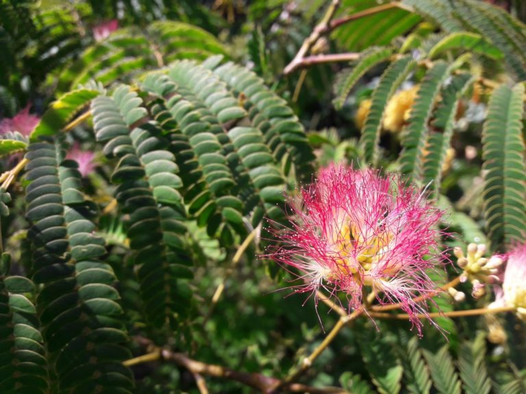 Persian Silk Tree Kahikatea Farm Certified Organic Nursery and