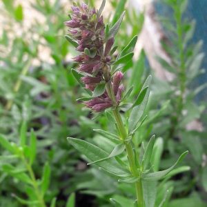 pink-hyssop-flower-kahikatea-farm
