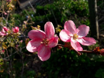 pseudocydonia-chinese-quince-blossom-kahikatea-farm