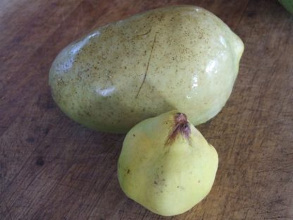 Pseudocydonia Chinese quince compared to true quince fruit Kahikatea Farm