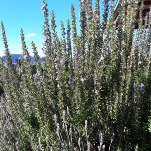 rosemary- upright-kahikatea-farm