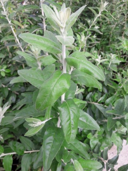russian-olive-elaeagnus-angustifolia-kahikatea-farm