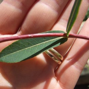 salix-purpurea-purple-basket-willow-kahikatea-farm